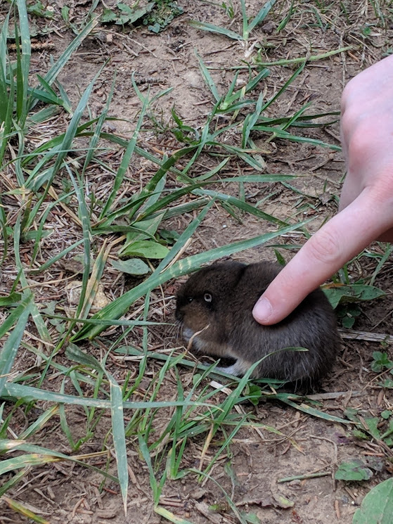 Maggie Petting Pocket Gopher